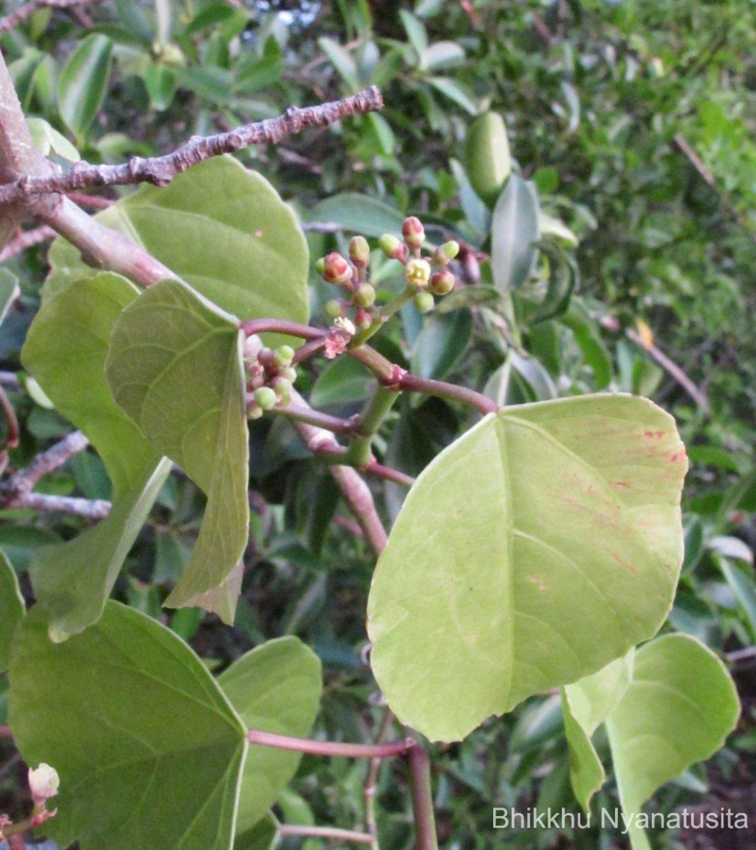 Cissus lonchiphylla Thwaites